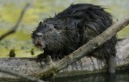 Renzo-Nutria Renzo-Nutria