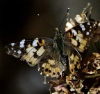 Old Butterly 2 Old Butterly 2