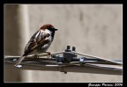 Passerotto Passerotto