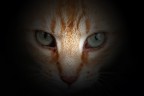 occhi di gatto occhi di gatto