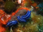 Isole Tremiti (Fg)
-15 mt.
Terzetto di nudibranchi intenti a "odorarsi".
Finalmente sono riuscito a beccare questa specie...
Che ve ne pare?

Commenti e suggerimenti sempre molto ben accolti

Grazie
Giuseppe