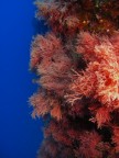 Isole Tremiti (FG)
-15 mt.

Parete a strapiombo completamente colonizzata da alghe rosse.
Ho cercato, qui, di mantenere la verticalit come tema dominante e lo stacco pazzesco tra il rosso-rosato delle alghe e il blu cupo dell'acqua.

Suggerimenti molto accetti.
Grazie tante. Giuseppe