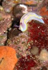 Santa Caterina di Nard, nudibranco (Chromodoris krohni) in grotta - prof. 5 m.