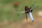 Libellula....un'altra! Libellula....un'altra!