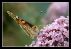 inclinata inclinata