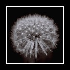 soffione... soffione...