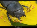 Dorcus Parallelus Dorcus Parallelus