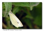 Butterfly with mole Butterfly with mole