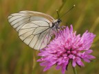 Pieride del Biancospino (femmina) Pieride del Biancospino (femmina)
