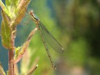 Lestes sp., una delle nostre pi leggiadre libellule. 
Olympus e300 + 35mm macro
Suggerimenti e critiche sempre ben accetti.