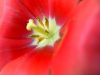 macro Tulipano macro Tulipano