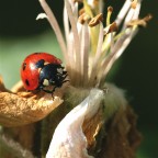 coccinella coccinella