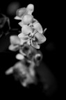 Orchidea..