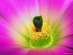 fluorescente fluorescente