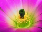 Un'altro fiore di cactacea...questa volta di un'Echinocereus :)
Il fiore ha un diametro di circa 8cm (quest'anno ne ha cacciati 3 contemporaneamente!), i colori e soprattutto il verde della parte inferiore sono talmente brillanti che sembrano fluorescenti!


Critiche suggerimenti e commenti sempre graditi :)