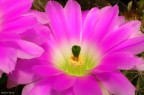 Sempre il fiore di Echinocereus stavolta visto per intero (e con parte del 2)...
