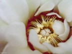 Fiore di Gymnocalycium (sempre un cactus :D) non del tutto aperto ma che inizia a mostrare il centro...

La particolarit di questo fiore  che sembra di plastica poich i petali sono molto spessi e consistenti!


Critiche suggerimenti e commenti sempre graditi :)