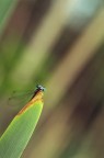 Libellula #2 Libellula #2