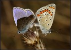 Butterflies in love Butterflies in love