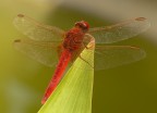 LIBELLULA LIBELLULA