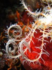 Secche di Ponente (Gallipoli)

Particolare di tre braccia arrotolabili del crinoide Antedon mediterranea, un meravoiglioso parente di ricci e stelle di mare.
Ho deciso di dare questo taglio all'immagine pur perdendo definizione nel corpo centrale, ma se andava fuori fuoco...

Commenti e consigli, come sempre, sono benedetti.

Grazie a tutti

Giuseppe