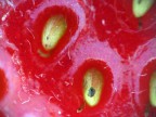 una fragola un p surreale
