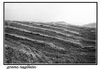 grano tagliato grano tagliato