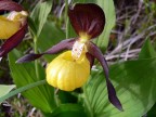 L'orchidea pi appariscente che si trova nei nostri boschi! Quest'anno venute su in dimensioni generose!