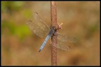 Libellula storta Libellula storta
