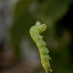 un bruco si arrampica lungo il proprio fili