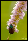 Sempre uno scatto di sabato. Mi piaceva l'idea del coleottero quasi incassato nel fiore.