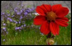 dalia dalia