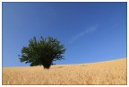 Sulla strada ho trovato un bel campo giallo, mi piacevano i colori forti e non me lo sono lasciato scappare !