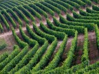 Una suggestiva immagine di vigneti ondulati sulle langhe.