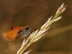 Thymelicus acteon Thymelicus acteon
