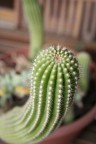 cactus cactus