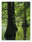 Water Forest Water Forest