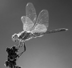 trasparenze in bn trasparenze in bn