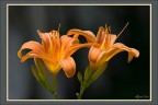Lilium con cimice. Lilium con cimice.