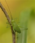 tettigonia viridissima ? tettigonia viridissima ?