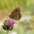 farfalla... farfalla...