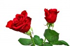 Rose Rose