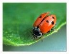 Prima macro. Tubi kenko su 50mm 1.4 e nikon D70.
Iso 400 - 1/100 - f.8 luce naturale - fuoco manuale a mano libera. 
La coccinella non stava ferma.. l'ho inseguita... e ho scattato. Ho leggermente croppato la foto. 

Cosa mi dite?? 

Vi piace?? 

Graditi critiche e commenti. 

Grazie

Zila