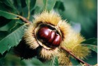 castagne castagne