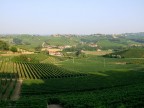 Un susseguirsi di vitigni sulle Langhe.