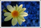 fiore giallo 01