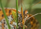 grillo e farfalla grillo e farfalla