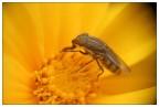 Just a fly