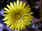 Un semplicissimo fiore giallo dal diametro di circa 2 cm.