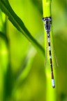 Un altro scatto simile a libellula#6.

Sempre eos 10d sigma 180mm.


Mi domandavo alla minima distanza di messa a fuoco, che dovrebbe essere di 46 cm quale dovrebbe essere il diaframma giusto per avere tutta la libellula a fuoco.

Devo scattare ancora un bel po di foto e fare un sacco di prove, ma soprattutto spero che mi arrivi presto il treppiedi e il flash ;)

Grazie per i consigli.

Saluti